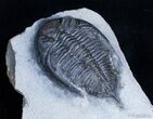 Inch Zlichovaspis (Odontochile) Trilobite #2352-3